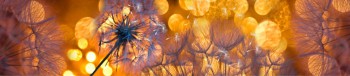 Кухонный фартук Мерцание Одуванчики золотистые 3 серебро в Солнечном - solnechnyj.mebel54.com | фото