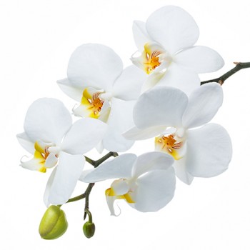 Стол обеденный Танго белый/Орхидея в Солнечном - solnechnyj.mebel54.com | фото